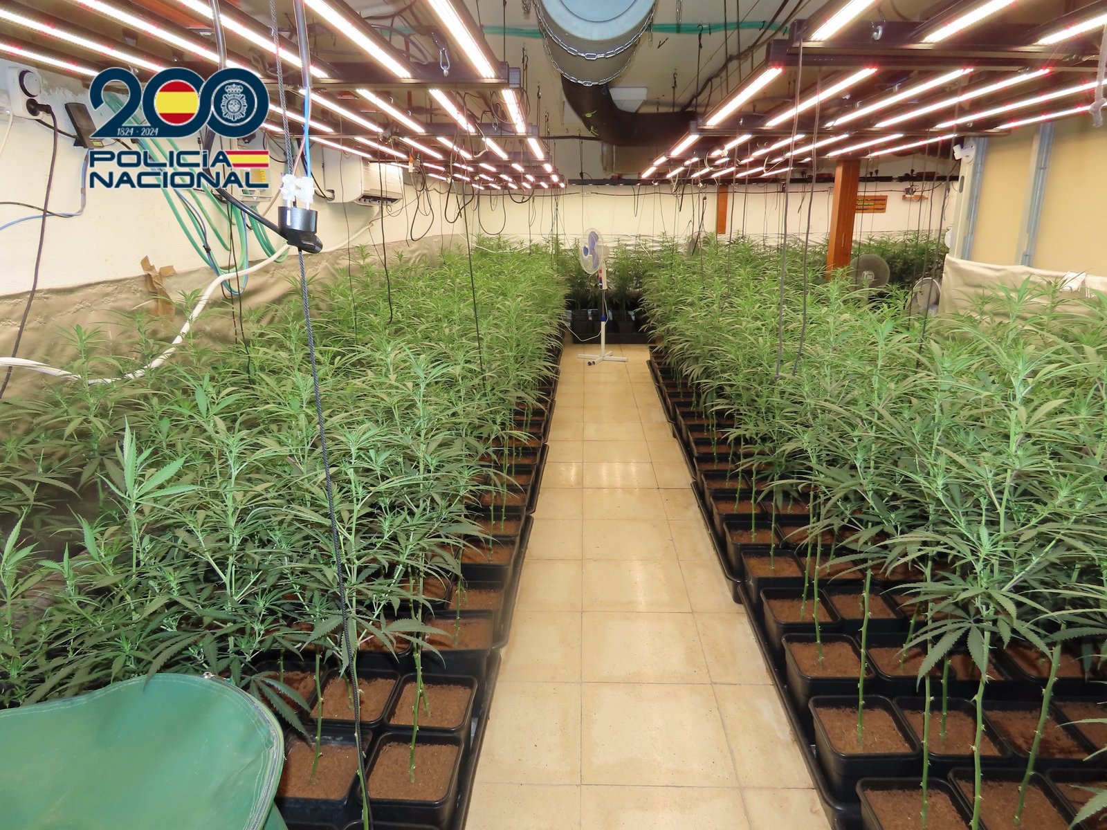 La Policía Nacional desmantela en Aranjuez una plantación con hasta 6.400 plantas de marihuana
