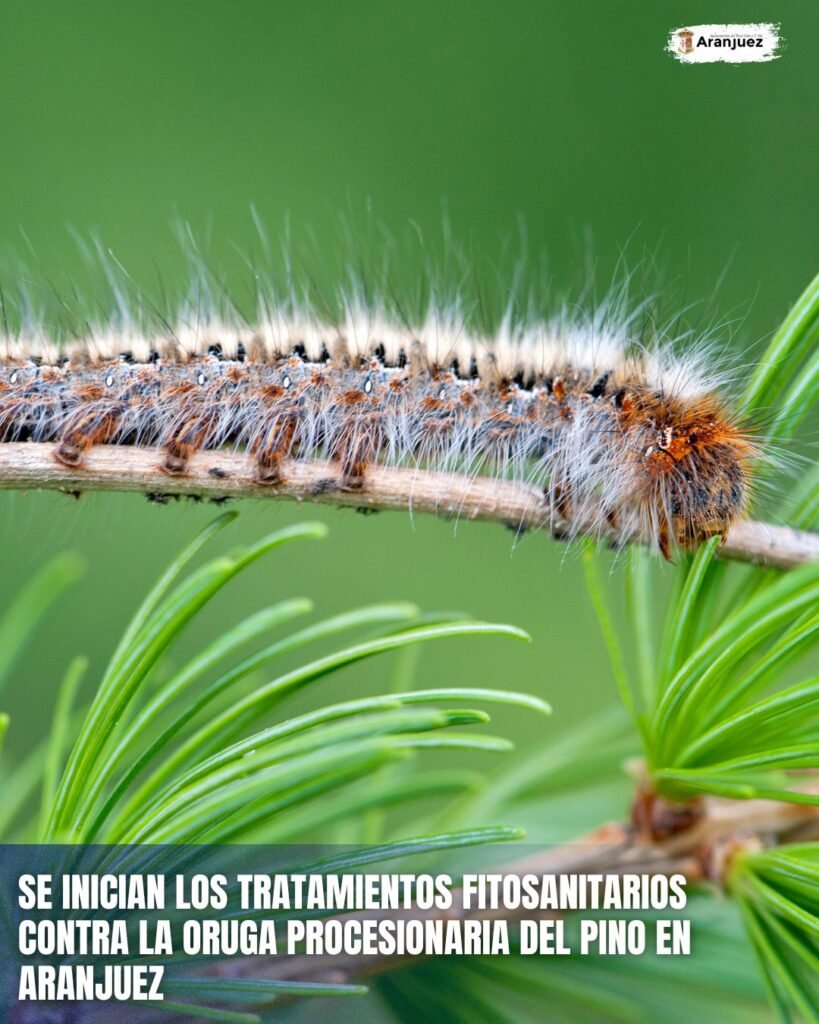 SE INICIAN LOS TRATAMIENTOS FITOSANITARIOS CONTRA LA ORUGA PROCESIONARIA DEL PINO EN ARANJUEZ