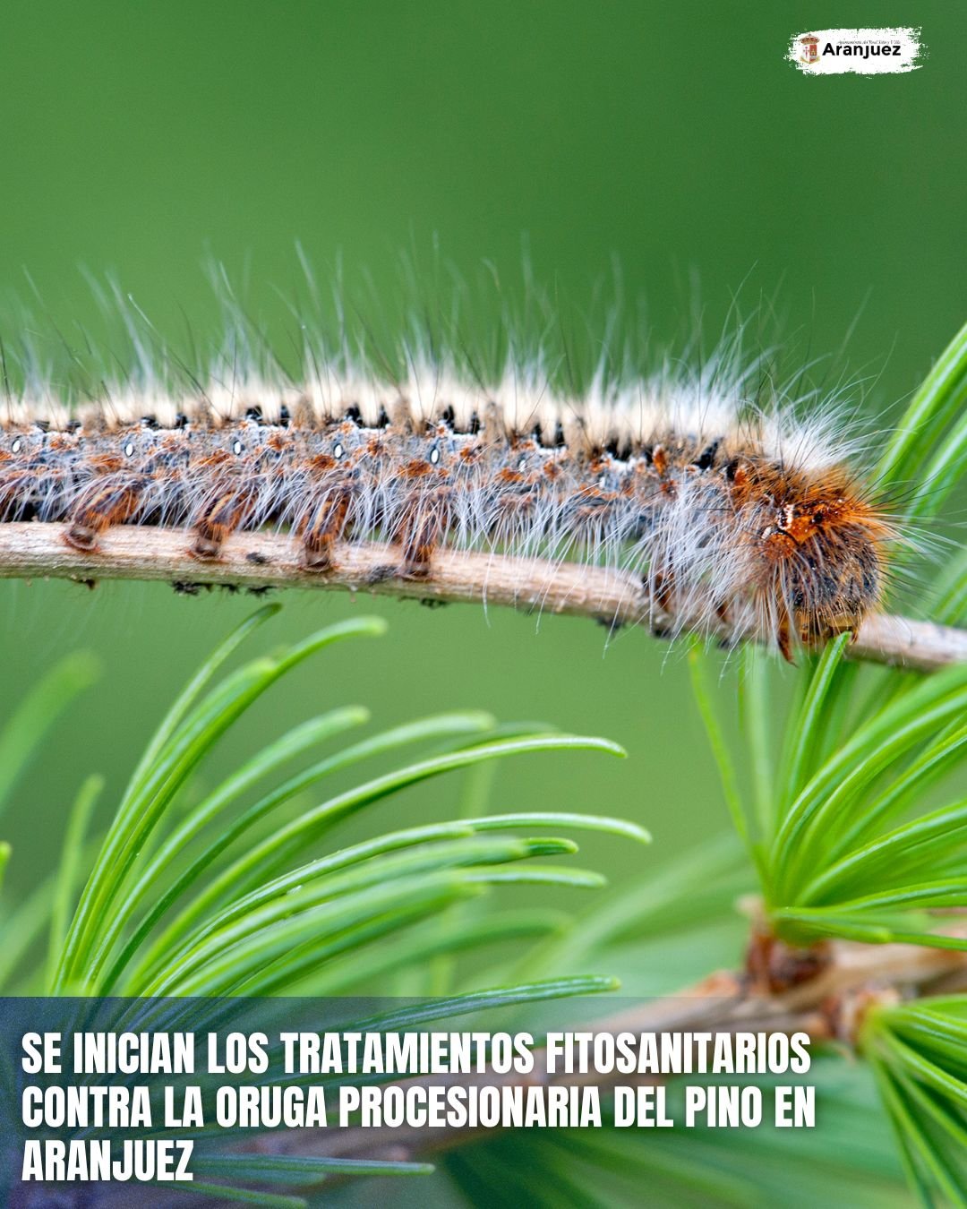 SE INICIAN LOS TRATAMIENTOS FITOSANITARIOS CONTRA LA ORUGA PROCESIONARIA DEL PINO EN ARANJUEZ
