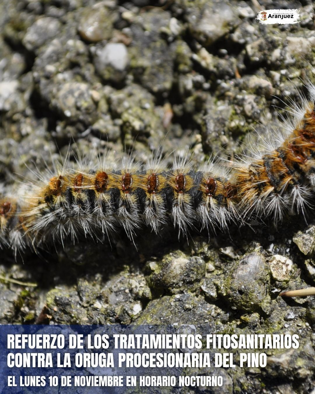 REFUERZO DE LOS TRATAMIENTOS FITOSANITARIOS CONTRA LA ORUGA PROCESIONARIA DEL PINO