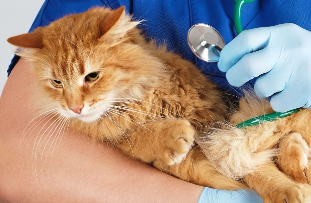 EL AYUNTAMIENTO DE ARANJUEZ REFUERZA EL SERVICIO DE BIENESTAR ANIMAL CON NUEVAS GATERAS Y EQUIPAMIENTO VETERINARIO Y DE RESCATE
